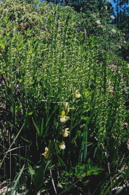Cypripedium californicum with masses of Platanthera sparsiflora. Middle Fork Smith River, Ca. 7/6/09
