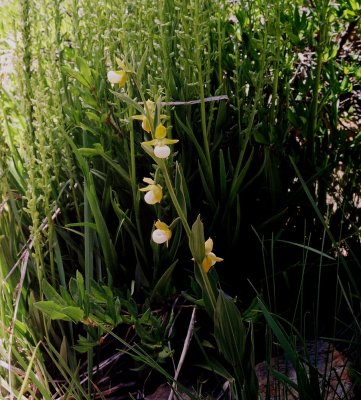 Cypripedium californicum with Platanthera sparsiflora. ibid
