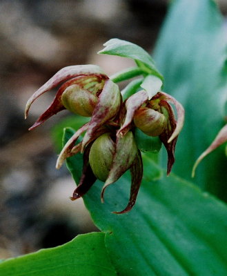 Cypripedium fasciculatum ibid