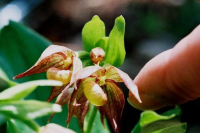 Cypripedium fasciculatum with golden - reddish flowers, sized. Uinta Mts, Utah. 7/1/09