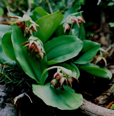 Cypripedium fasciculatum cluster of plants. Uinta Mts, Utah. 7/1/09