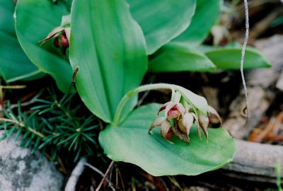 Cypripedium fasciculatum ibid