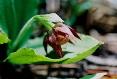 Cypripedium fasciculatum ibid