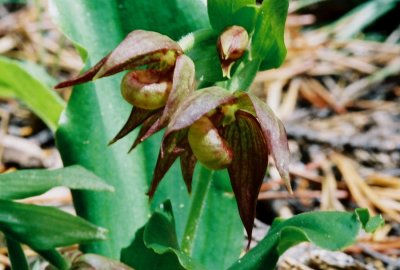 Cypripedium fasciculatum ibid