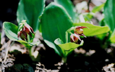 Cypripedium fasciculatum ibid