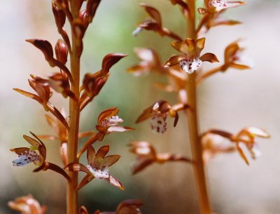 Corallorhiza maculata var. occidentalis.