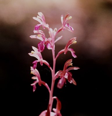 Corallorhiza mertensiana Olympic Nat'l Park, Wa 7/13/09