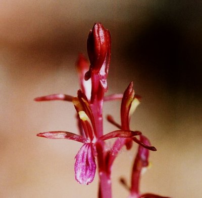 Corallorhiza mertensiana Mt Hood, Ore. 7/9/09