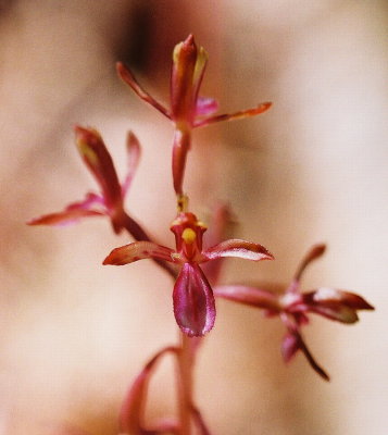 Corallorhiza mertensiana Mt Hood, Ore. 7/9/09