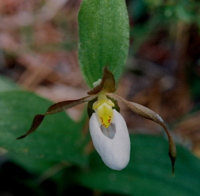 Cypripedium montanum near John Day, Ore. 7/8/09