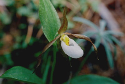 Cypripedium montanum near John Day Ore. 7/8/09