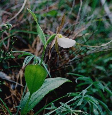 Cypripedium montanum ibid