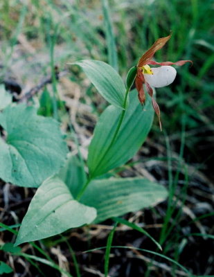 Cypripedium montanum ibid