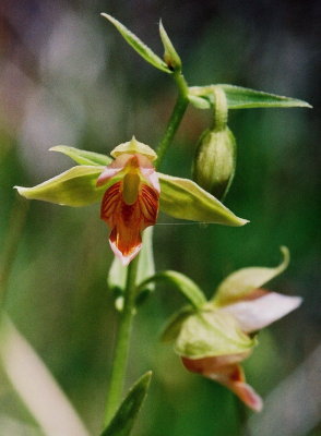 Epipactis gigantea Mono Lake, Ca 7/22/09