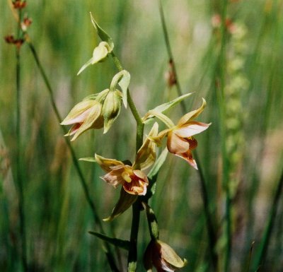 Epipactis gigantea Mono Lake, Ca 7/22/09