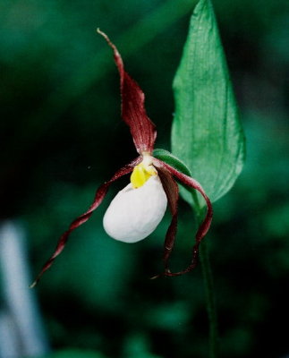 Cypripedium montanum ibid