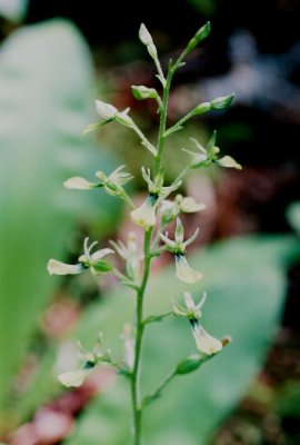 Listera banksiana Olympic Nat'l Park, Wa. 7/13/09