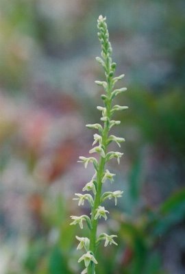 Piperia unalascensis forma olympica. Olympic nat'l Park, Wa 7/12/09