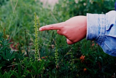 Johanna points to Piperia unalascensis forma olympica, growing in alpine conditions.