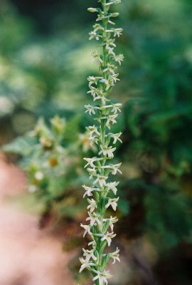 Piperia transversa, ibid