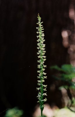 Piperia transversa Yosemite Nat'l Park, Ca. 7/21/09