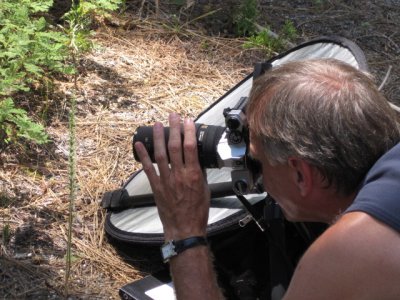 Tom zooms in on Piperia transversa. Yosemite Nat'l Park, Ca. 7/21/09