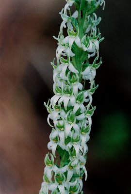 Piperia yadonii ibid