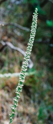 Piperia yadonii ibid