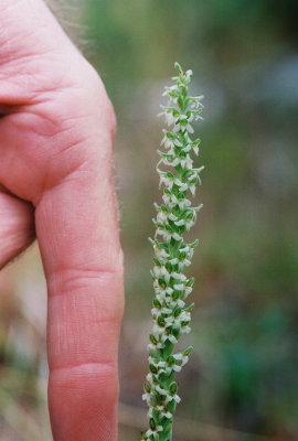 Piperia yadonii sized.