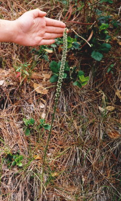 Piperia yadonii sized.