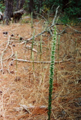 Piperia yadonii habitat. SFB Morse Preserve, Ca. 7/20/09