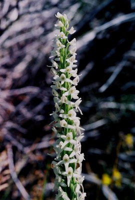 Platanthera dilatata var. dilatata ibid