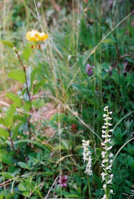 Platanthera dilatata with Lilium columbianum. Olympic Nat'l Park, Wa. 7/12/09