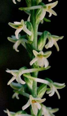 Piperia transversa Yosemite Nat'l Park, Ca. 7/21/09
