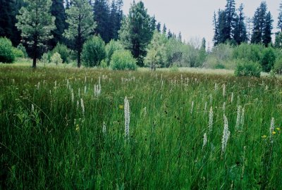 A meadow brimming with Platanthera dilatata var. dilatata. Ochoco Mts Ore. 7/8/09