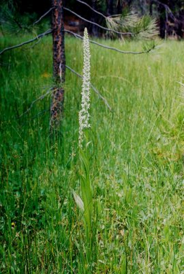 Platanthera dilatata var. dilatata giant-sized specimen, 36 tall! Lassen Nat'l Park, Ca. 7/3/09