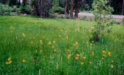 Platanthera dilatata var. dilatata with Lilium pardalinum var. shastense. Lassen Nat'l Park, Ca. 7/3/09