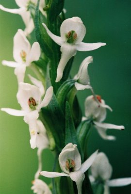 Platanthera dilatata var. leucostacys ibid.