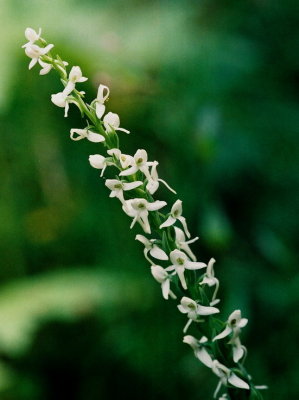 Platanthera dilatata var. leucostacys ibid.