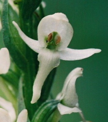Platanthera dilatata var. leucostacys Olympic Nat'l park, Wa. 7/12/09