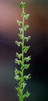Piperia colemanii Yosemite National Park, Ca. 7/21/09