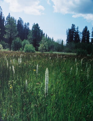 Platanthera dilatata var. dilatata Ochoco Mts Ore. 7/8/09