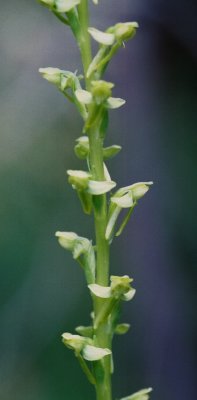 Platanthera sparsiflora ibid.