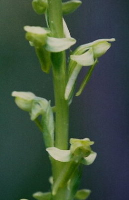 Platanthera sparsiflora Lassen Nat'l Park, Ca. 7/3/09
