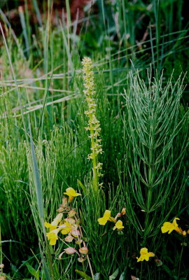 Platanthera stricta with Mimulus guttatum. Olympic Nat'l Park, Wa. 7/12/09