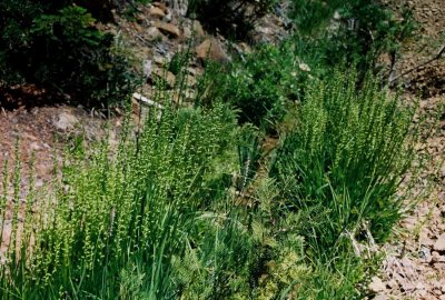 Platanthera sparsiflora, habitat. Middle Fork Smith River, Ca 7/6/09