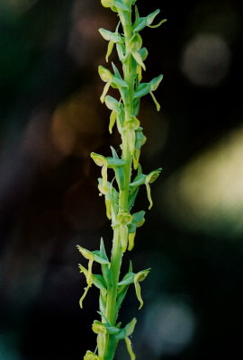 Platanthera tescamnis ibid.