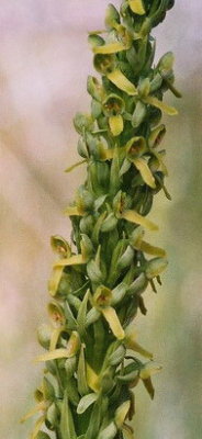 Platanthera tescamnis ibid.