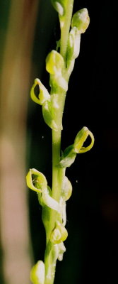 Platanthera yosemitensis ibid.