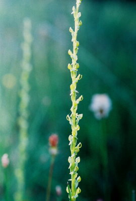 Platanthera yosemitensis with backlighting.
